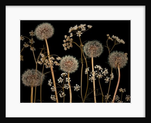 Meadow flowers by Assaf Frank